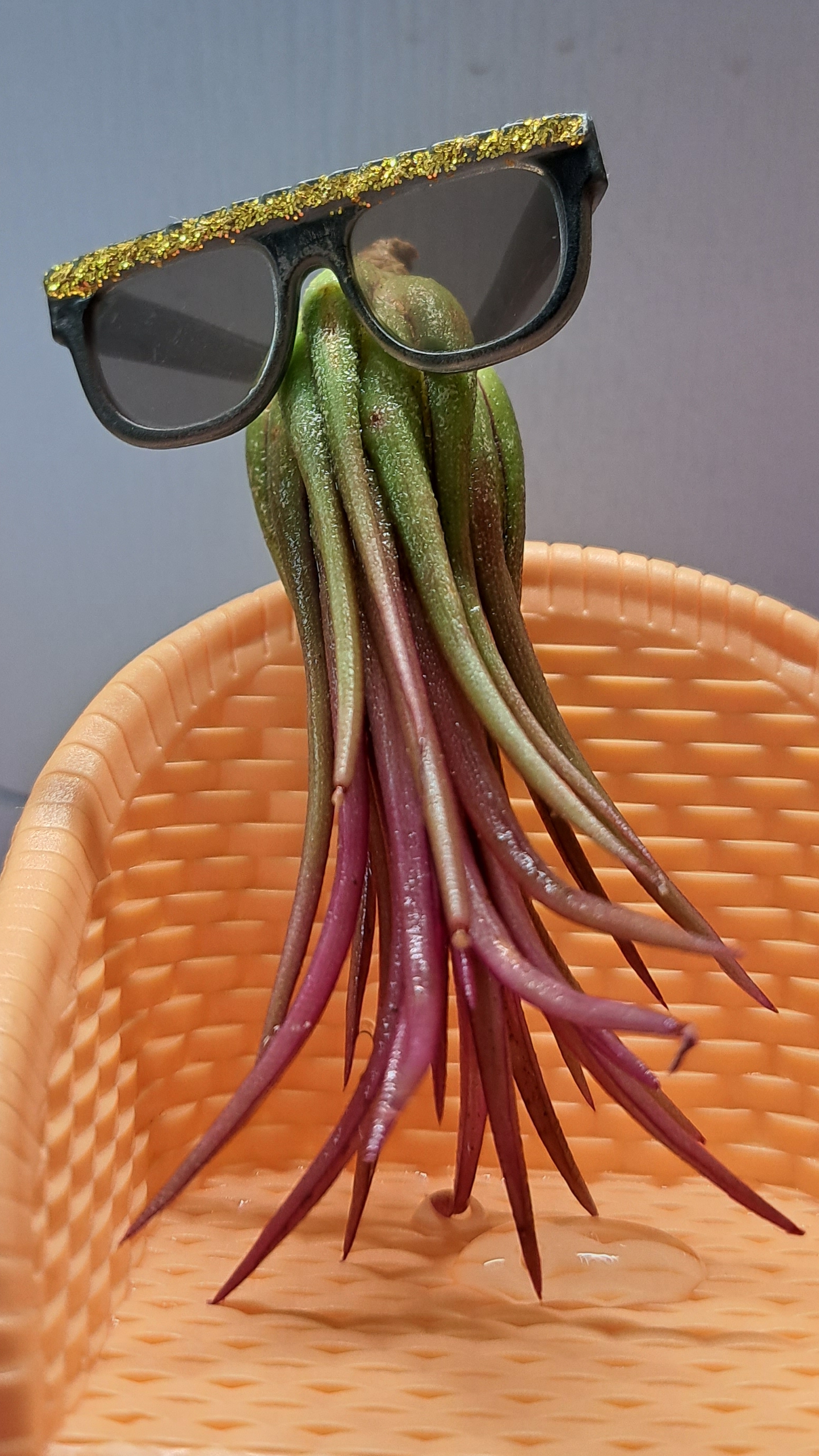 Купание Тилландсии атмосферной