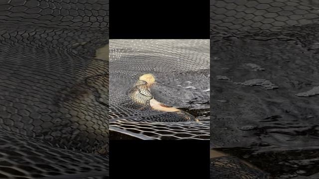 Щука в июне. База Ситинка на Рыбинском водохранилище
