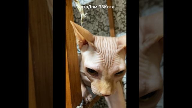 Знакомимся с новым котиком: Бандит!