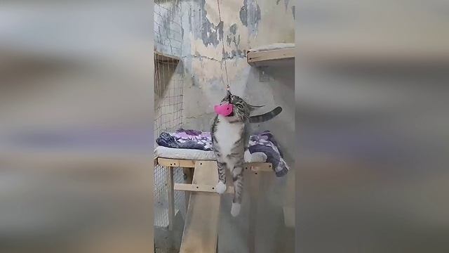Хочется адреналина и выплеска эмоций? 🎢Розовая МЫШЬ решит все проблемы без отрыва попы от лежанки
