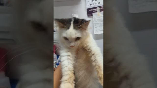 Рафик До и После