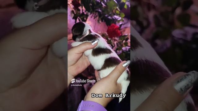 Плюшевый мишка
