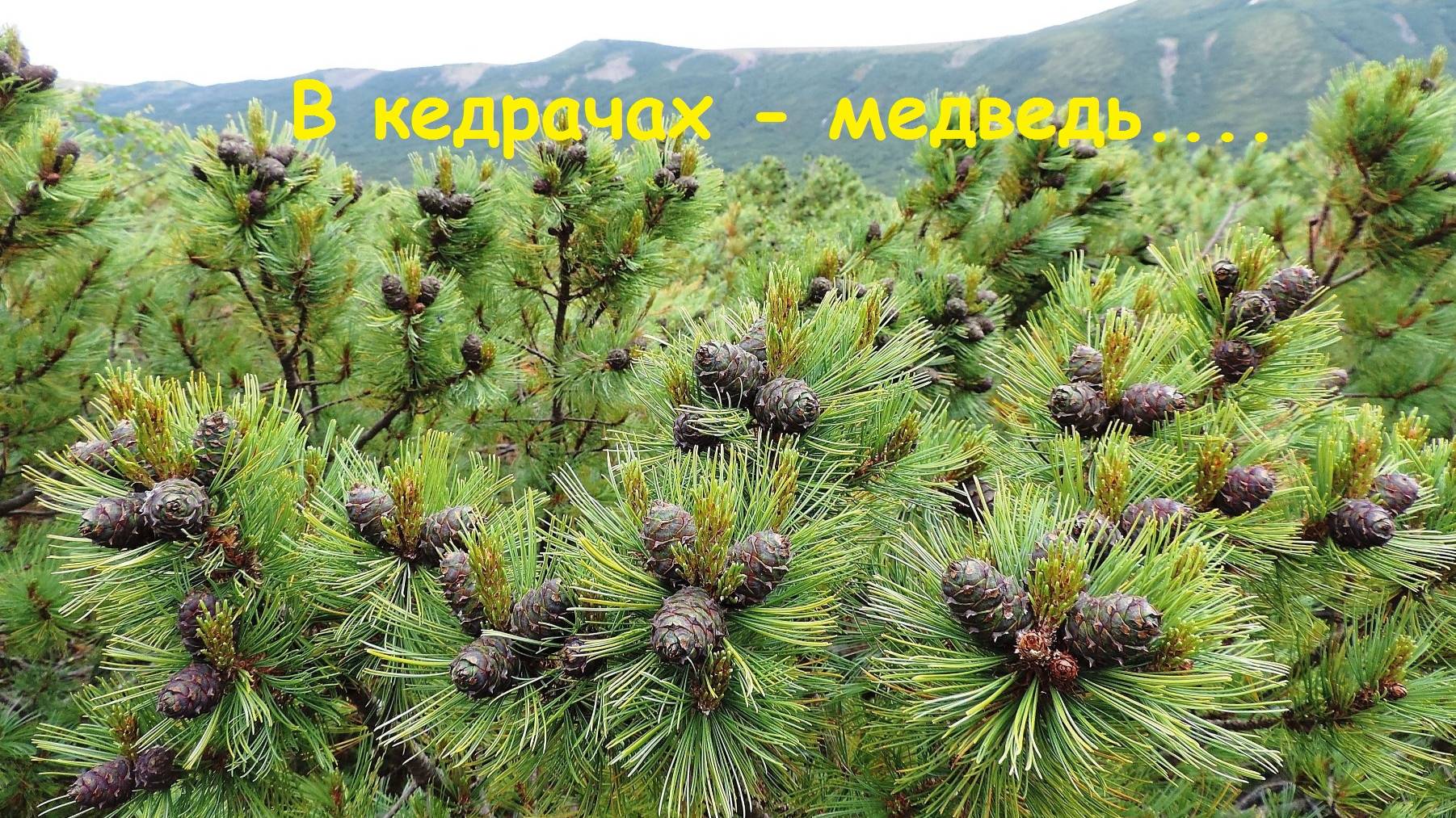 В кедрачах - медведь....