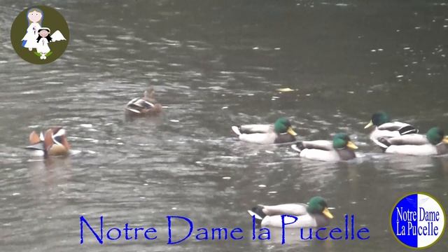 Mallard ducks with a mandarin duck