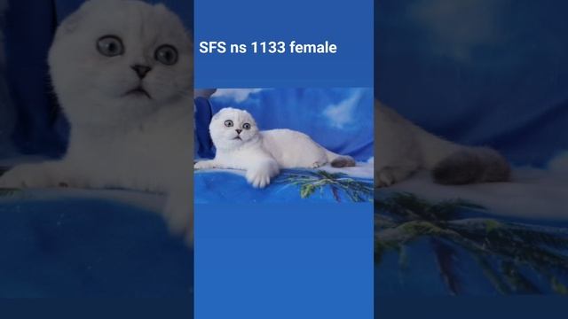 FB_VID_7094228834198529003.mp4