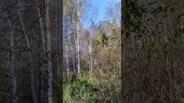 Вид  на участок с 18 улицы