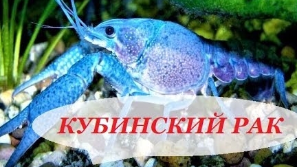 Голубой Кубинский рак в аквариуме. Содержание, разведение, совместимость, чем кормить