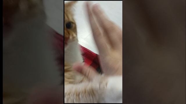 Самая ЛУЧШАЯ кошка 💖