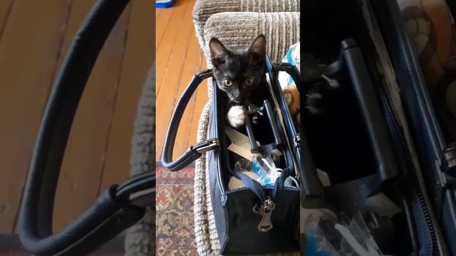 Shorts Котенок Бася 😄 собирается в дорогу 🔵Архив 2023