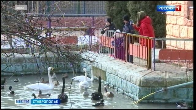 Лебеди и черепахи из Центрального парка переехали зимовать в парк Победы