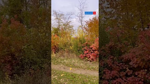 🍁 Краски осени 🍂 
🌳 Дендрарий, СНИИСХ, Михайловск
