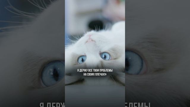 08 - ЕСЛИ СОБРАЛСЯ ЗАВЕСТИ ДОМАШНЕЕ ЖИВОТНОЕ, ОБРАТИСЬ К АСТРОЛОГУ!