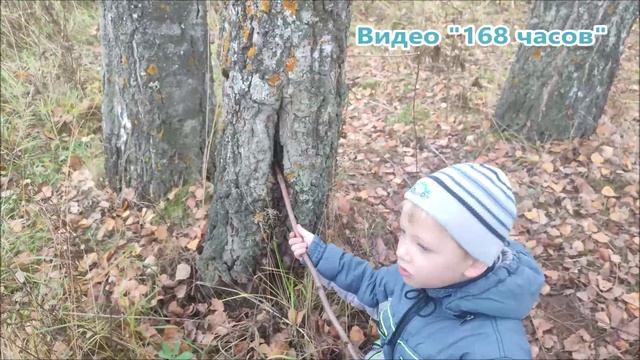 Чёрный берёзовый сок течёт в октябре на окраине Кинешмы