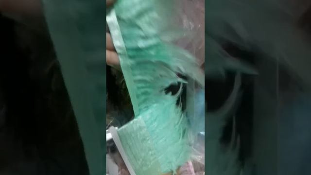 Тесьма из перьев петуха на ленте 10-15 см, 1м. Мятный цвет
