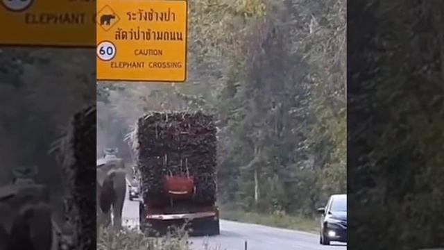 Слоны грабят грузовики с сахарным тростником.