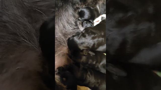 Щенки Цвергшнауцера черный с серебром.