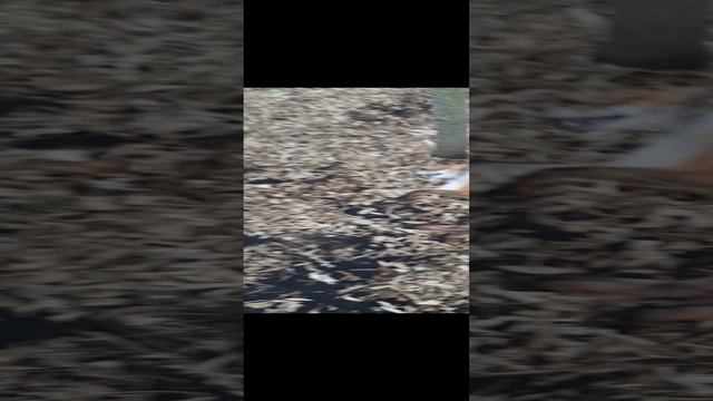 Первая в этом сезоне 28.10.2024 г.