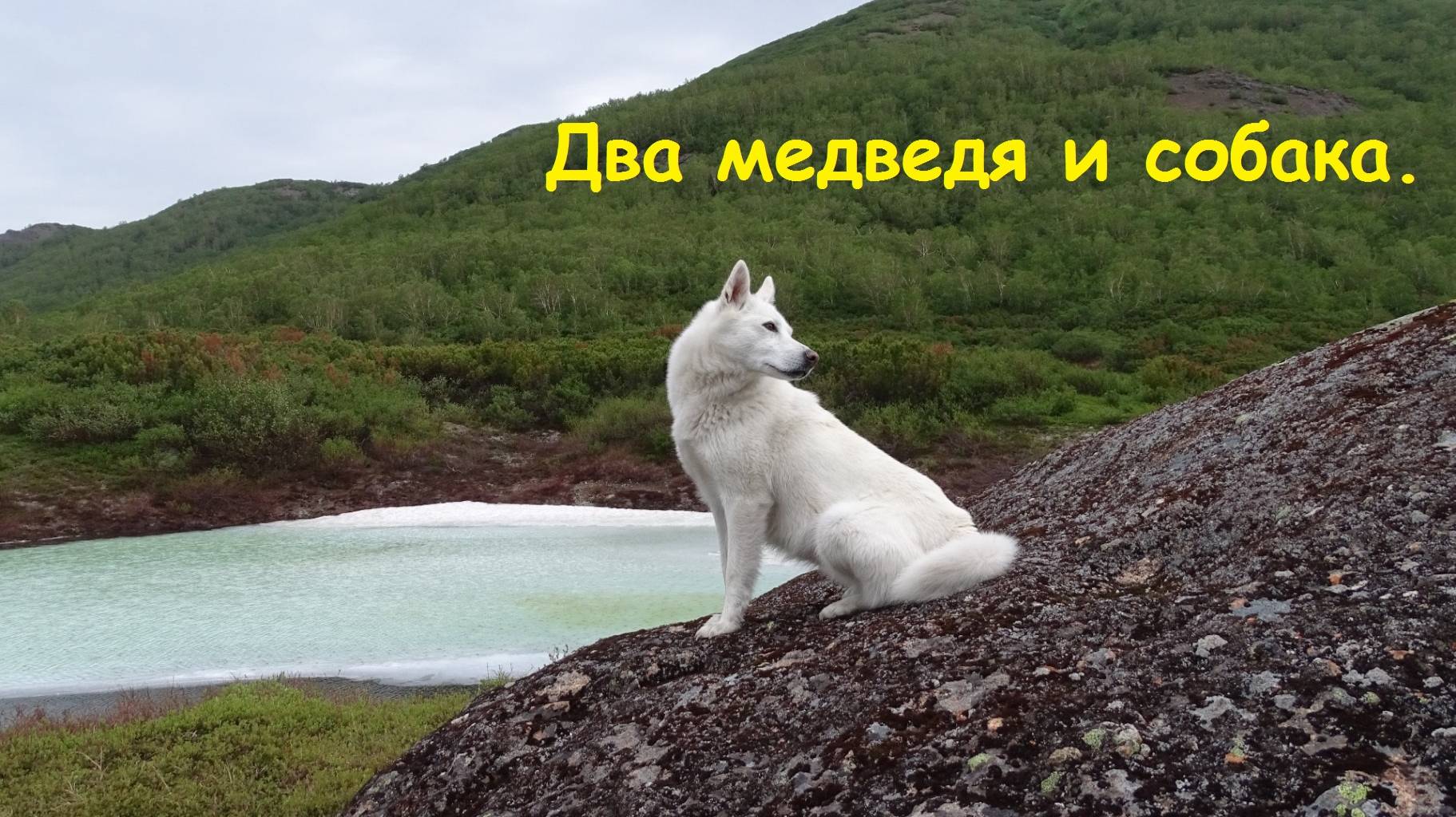 Два медведя и собака.
