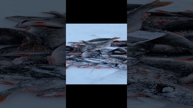 Окунь в декабре 2. База Ситинка на Рыбинском водохранилище