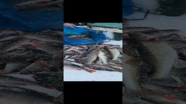 Окунь в декабре 1. База Ситинка на Рыбинском водохранилище