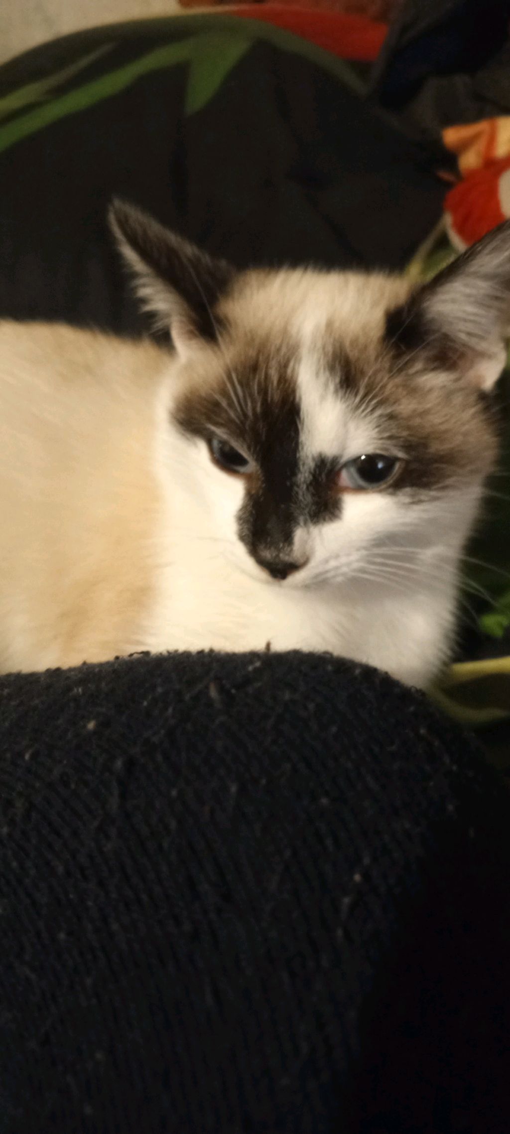 это мой котёнок кумал