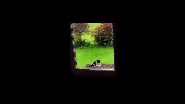 Magpies and cat food / Сороки и кошачья еда