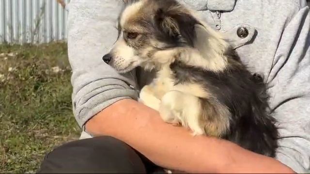 Компактная собачка Капля в добрые руки