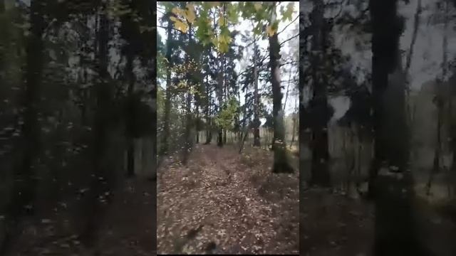 Свежий воздух Челюскинского леса