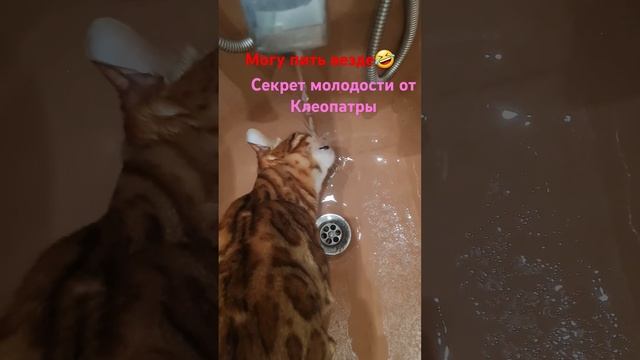 Бенгальская кошка пьет