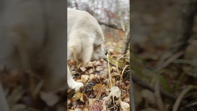 Просто красивое видео