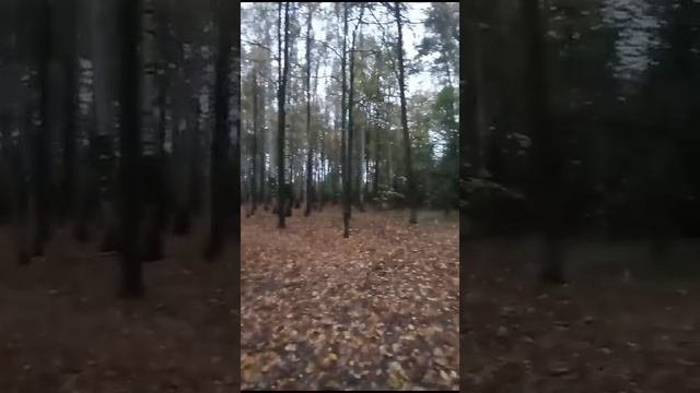 Октябрь в Челюскинском лесу