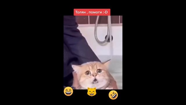 Пошёл мыть кошку...