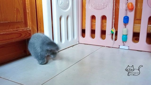 смотрите, котёнок позитивчик