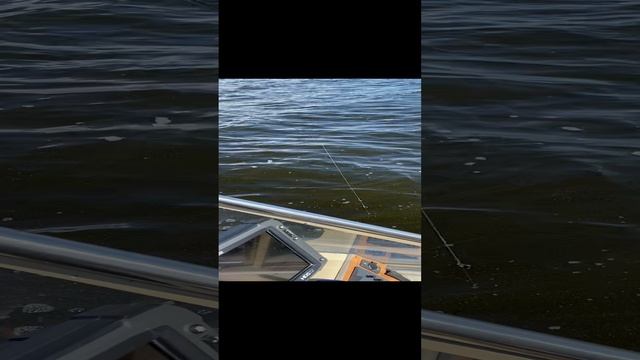 Окунь в августе. База Ситинка на Рыбинском водохранилище