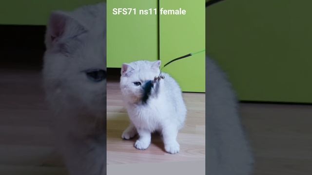 FB_VID_7892672419212366683.mp4