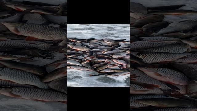Последний лед. База Ситинка на Рыбинском водохранилище