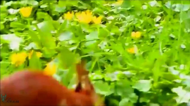 Сказка Белочка и ее мечты автор Лидия Калашникова