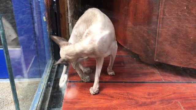 Коты сфинксы в кото-кафе / Sphinx cats in koto cafe