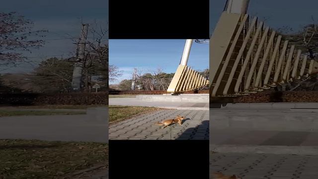 Сходили за козьим молочком 😊