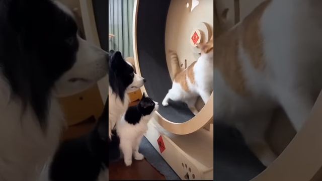 Котики 😸