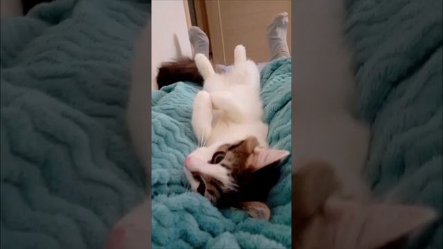 Две ноги, четыре лапы!🐾😻