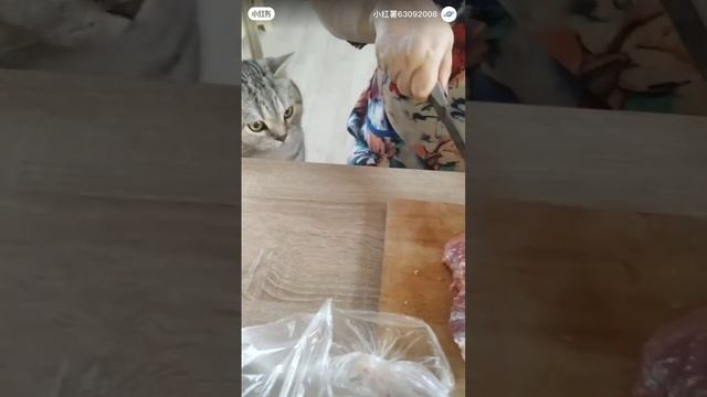 Кот просит мясо