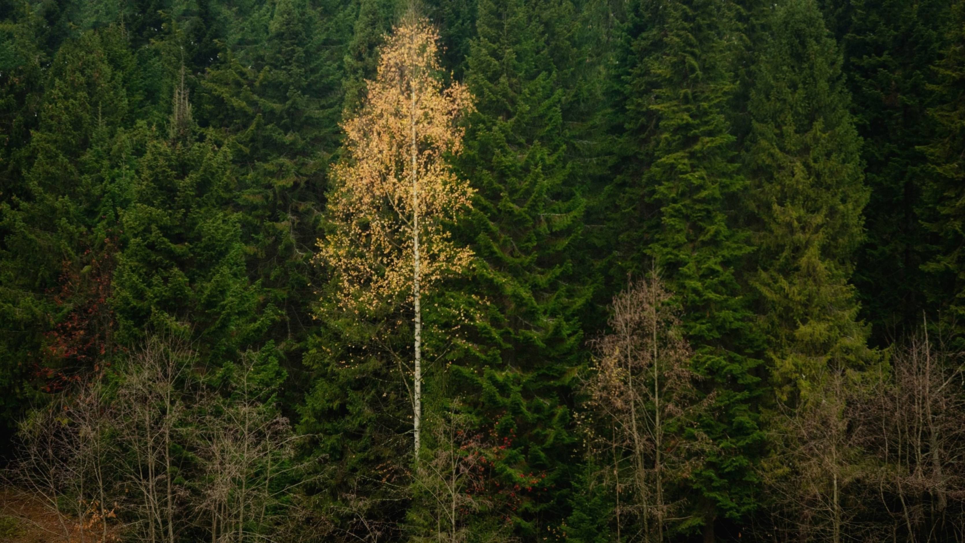 "О ЧЁМ ЗАДУМАЛАСЬ ОСЕНЬ?"... (Фото Миши КОРОЛЯ (Белая Холуница), музыка Жюля МАССНЕ (Франция))