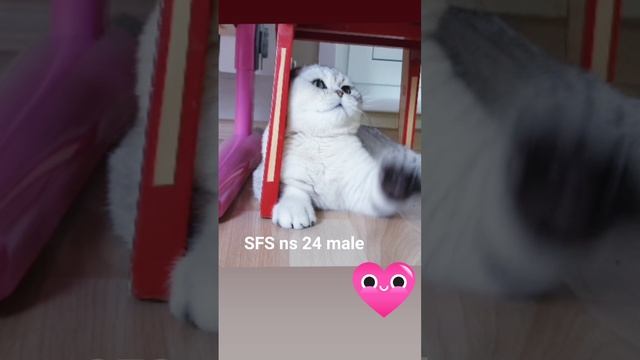 FB_VID_1882036879495941829.mp4