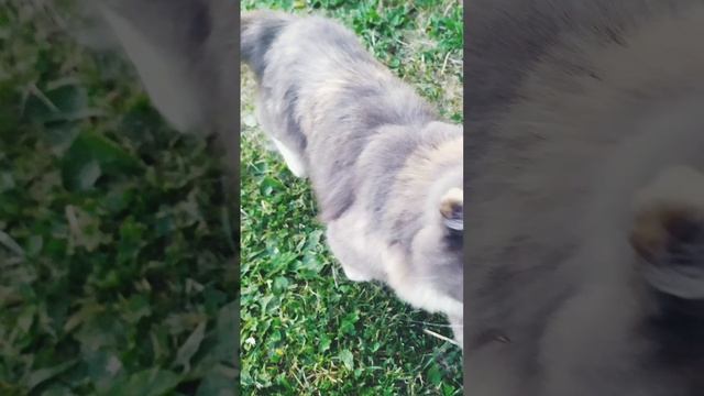 котик