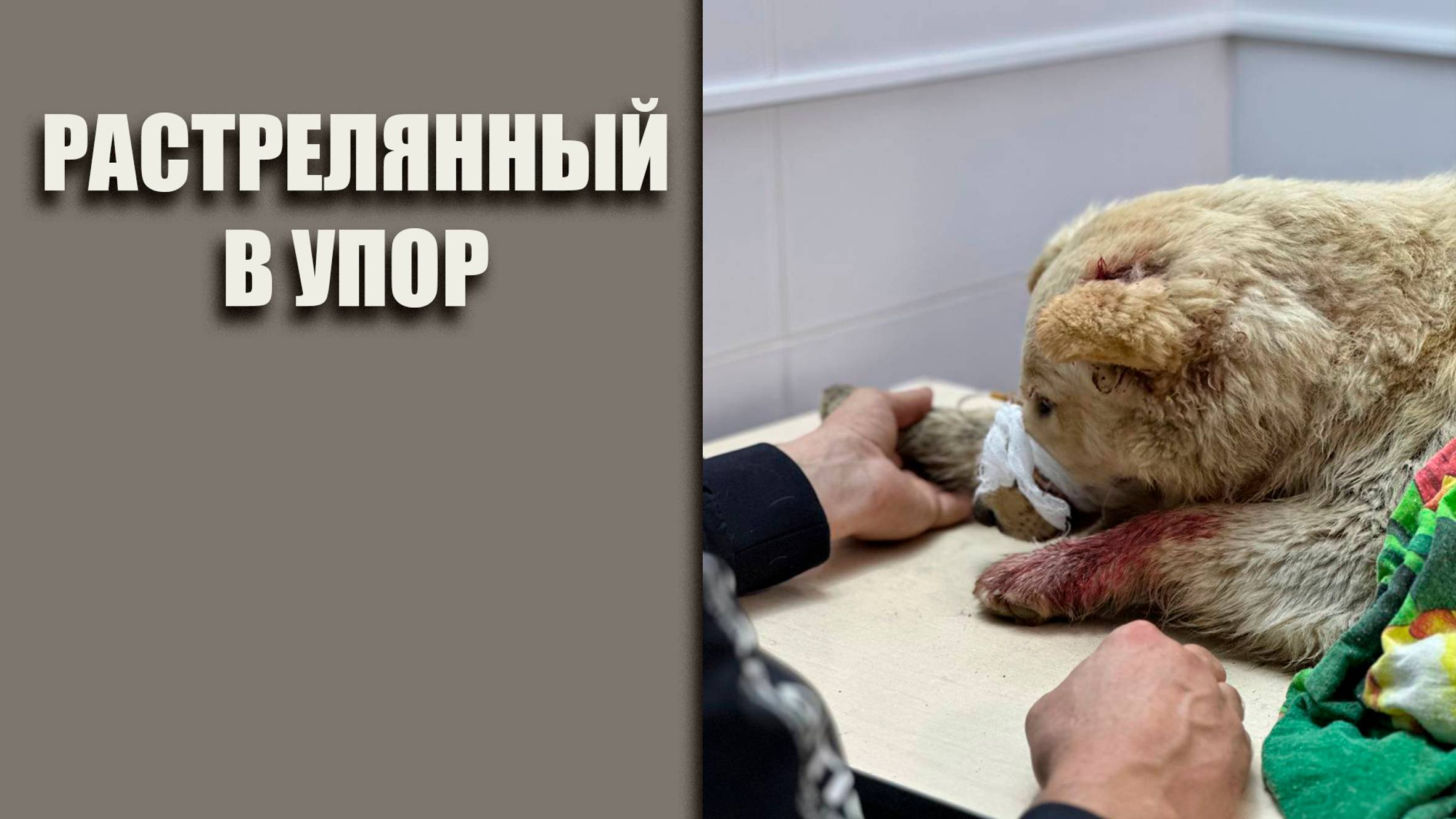 Растрелянный в упор #помощьбездомнымживотным