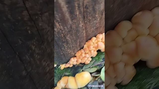 Грибы в домашних условиях!