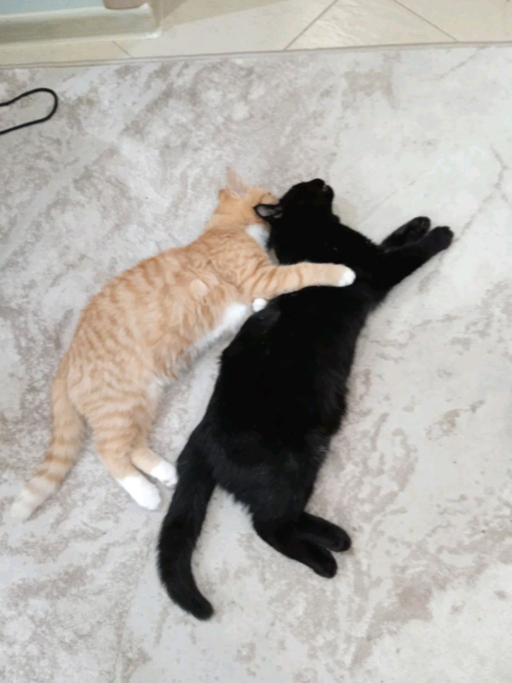 2 кота. Обнимашки!!!