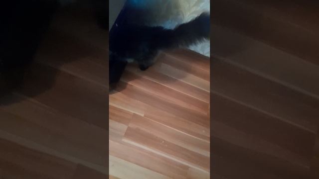 МОЯ КИСКА-ОХОТНИК 🤣😂😍