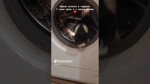 Найденная кошечка обрела дом, теперь она в тепле и всегда накормлена)  #котята #мило #забавные